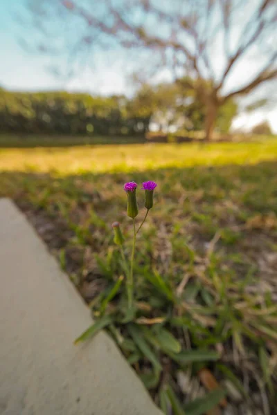 Vertical Shot Pink Flower Blurred Background — Fotografia de Stock