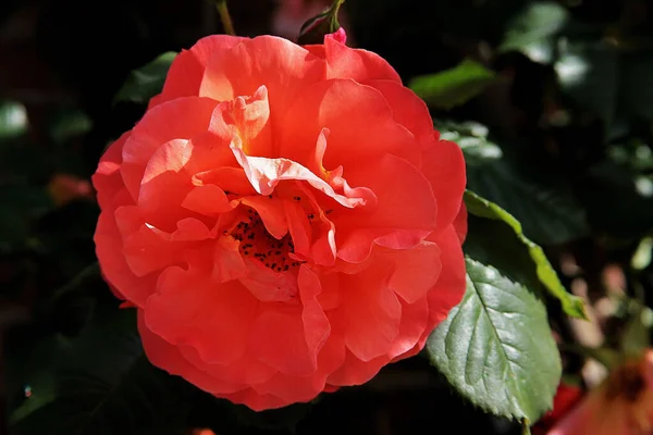 Detailní Záběr Krásné Květiny Červenými Okvětními Lístky Zelenými Listy Pozadí — Stock fotografie