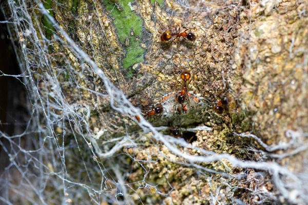 Uma Visão Formigas Madeira Vermelha Formigueiro — Fotografia de Stock