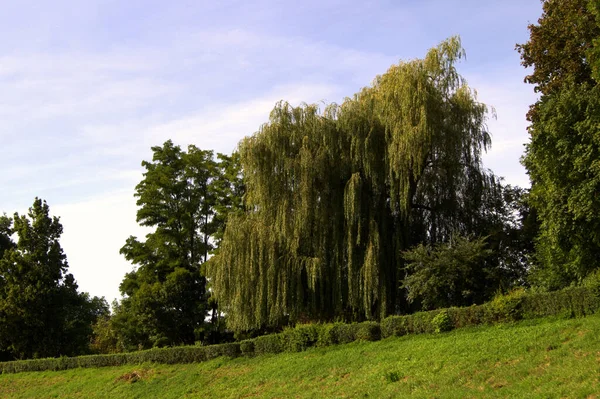 Eine Landschaft Mit Wachsenden Grünen Bäumen — Stockfoto