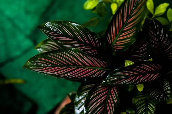 Eine Nahaufnahme Der Blätter Einer Sukkulente Topf — Stockfoto