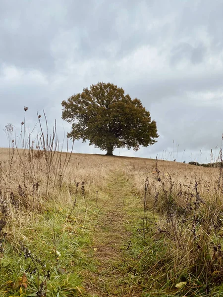 Дерево Сухом Поле Облачное Утро Итон Парке Норвич Великобритания — стоковое фото