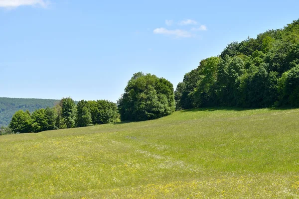 Trees Valley Sunny Summer Day — Stock Photo, Image