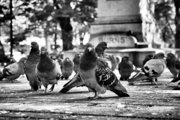 Grayscale Shot Plague Pigeons Park — Stockfoto