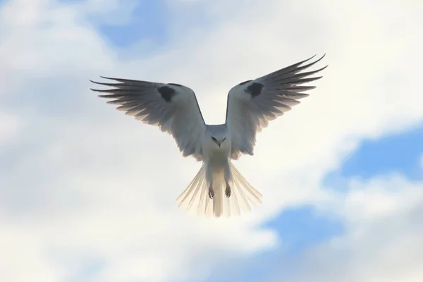 Dove Flying Sunny Sky — Foto Stock