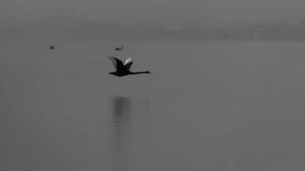 Cisne Preto Voador Sobre Calmo Lago Rotorua — Fotografia de Stock