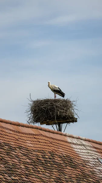 Ein Schöner Blick Auf Einen Storch Nest Unter Blauem Himmel — Stockfoto