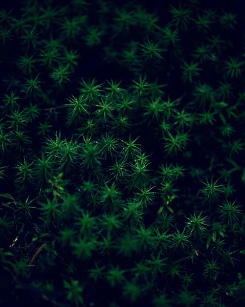 Primo Piano Una Crescita Verde Muschio Giardino — Foto Stock