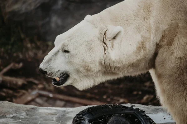 Μια Θέα Μιας Όμορφης Πολικής Αρκούδας Στο Περιβάλλον Της — Φωτογραφία Αρχείου