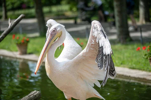 動物園の池の近くでかわいいペリカンの鳥のクローズアップショット — ストック写真