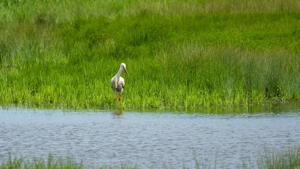 晴れた日に池のそばにある畑の中のコウノトリの素晴らしいショット — ストック写真