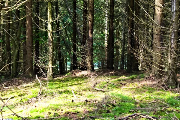 Algunos Cortan Ramas Árboles Caídos Suelo Bosque — Foto de Stock