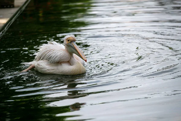 Ein Pelikan Der Wasseroberfläche — Stockfoto