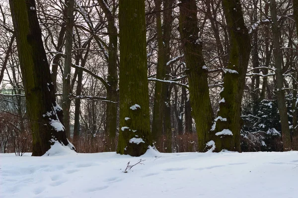 Winter Landscape Trees Forest — Stock Photo, Image