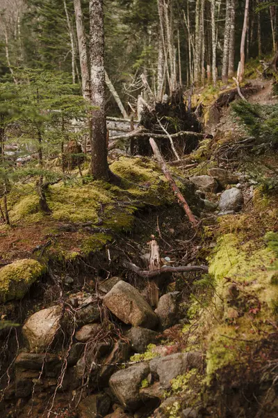 Вертикальный Снимок Упавших Разбитых Деревьев Лесу — стоковое фото
