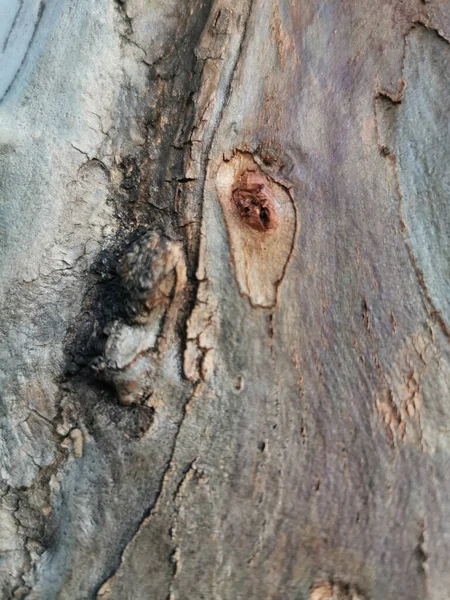 Closeup Old Tree Trunk Wood Texture — Stock Photo, Image