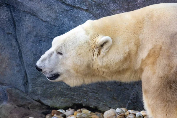 Вид Красивого Білого Ведмедя Його Середовищі Проживання — стокове фото