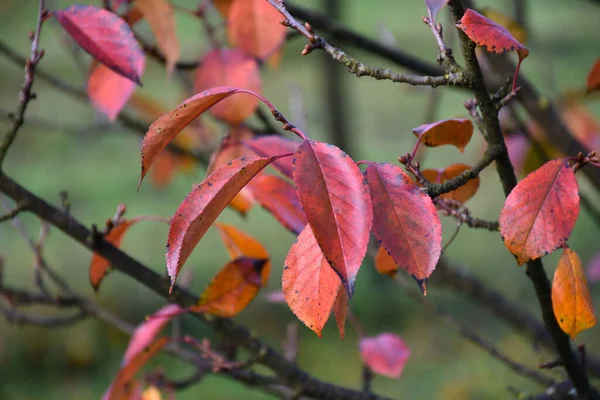 Selective Focus Shot Red Leaves Branch Autumn Park — Fotografia de Stock