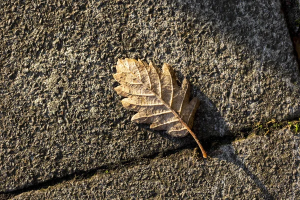 Closeup Shot Dry Leaf Stone Surface — Stockfoto