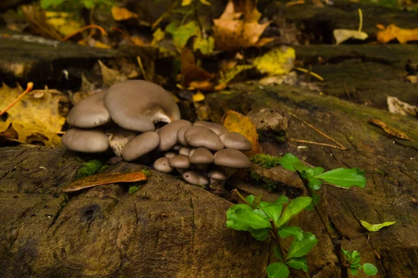Cogumelos Arbóreos Floresta — Fotografia de Stock
