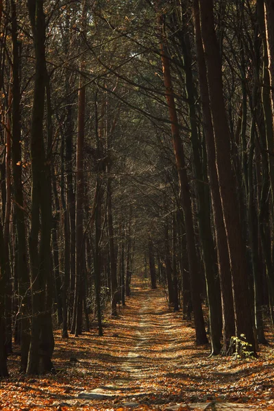 Een Weg Door Een Herfstbos — Stockfoto