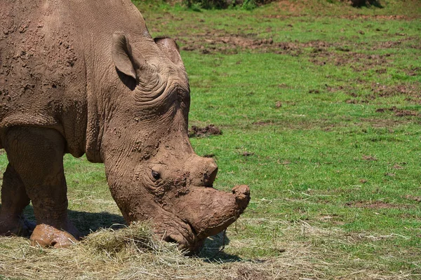 Eine Nashorn Herde Weidet Auf Einem Feld Kantabrien Spanien — Stockfoto