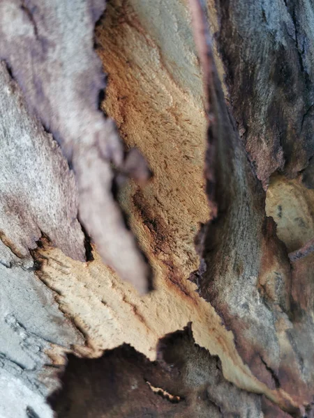 High Angle Shallow Focus Old Tree Trunk Wood Texture — Stock Photo, Image