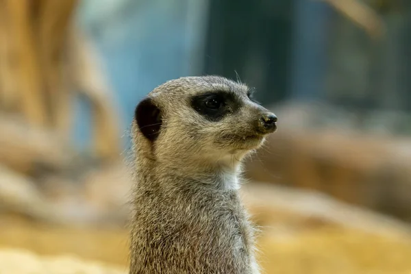 View Cute Meerkat Its Habitat — 图库照片