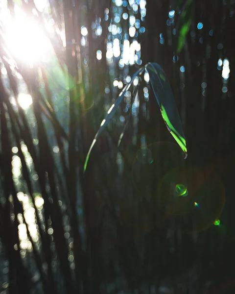 Vertical Shot Blades Grass Sun — Stock Photo, Image