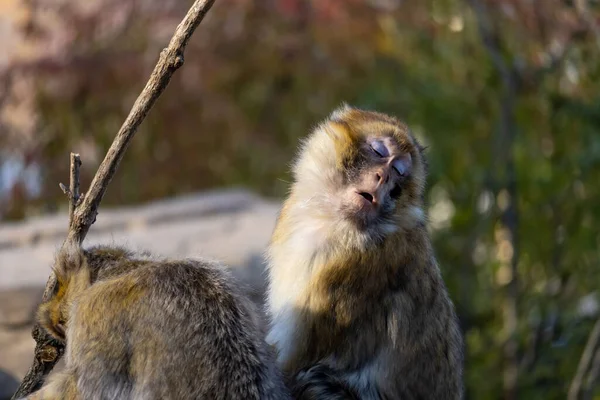 Une Vue Mignon Macaque Aux Yeux Fermés Dans Nature — Photo