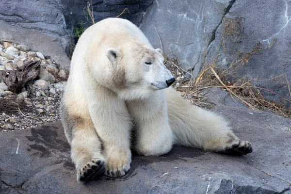 Widok Pięknego Niedźwiedzia Polarnego Jego Siedlisku — Zdjęcie stockowe