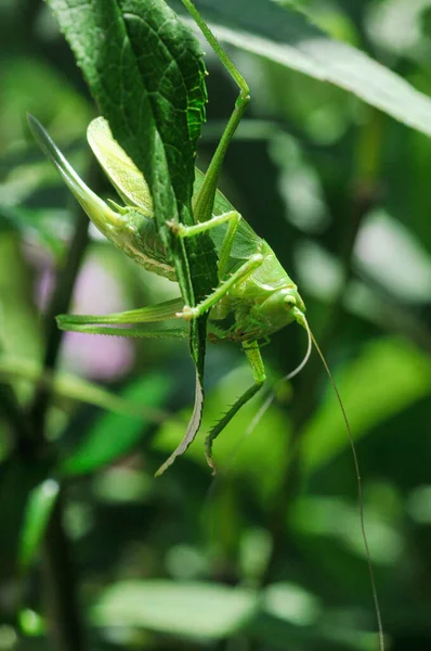 Vertikální Detailní Záběr Velkého Zeleného Kobylky Rostlině — Stock fotografie