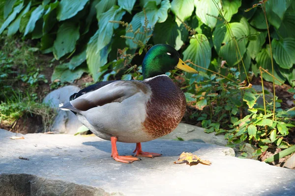 Parktaki Erkek Yaban Ördeği — Stok fotoğraf