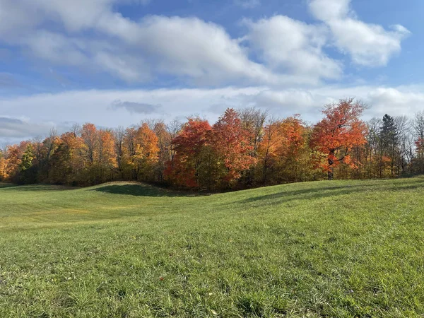 Brillante Día Otoño Aire Libre Parque Con Exuberante Vegetación Bajo — Foto de Stock