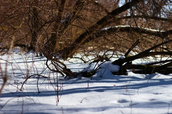 Paisaje Invernal Con Árboles Bosque —  Fotos de Stock