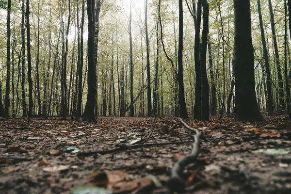 Μια Συναρπαστική Θέα Στο Δάσος Τέλεια Ταπετσαρία — Φωτογραφία Αρχείου