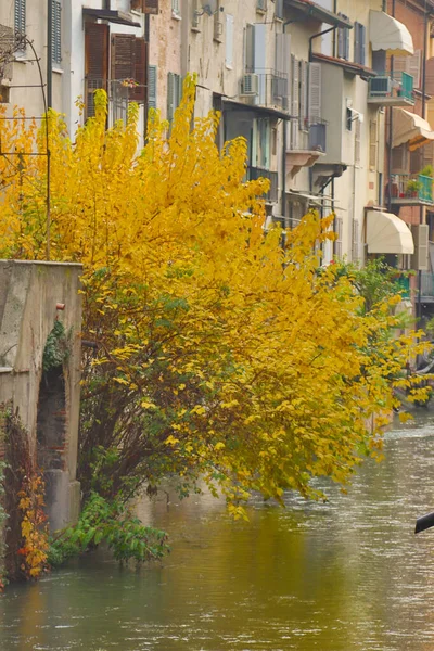 Nehir Kenarındaki Sonbahar Ağaçları Bitkiler — Stok fotoğraf