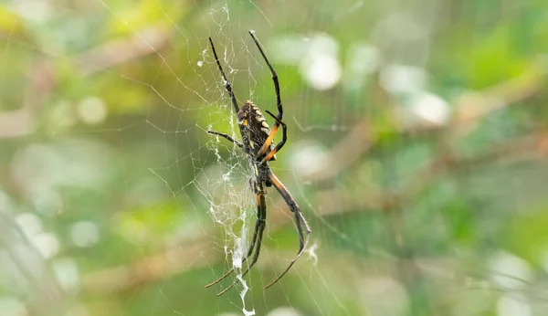 Closeup Yellow Garden Spider Cobweb Argiope Aurantia — 图库照片