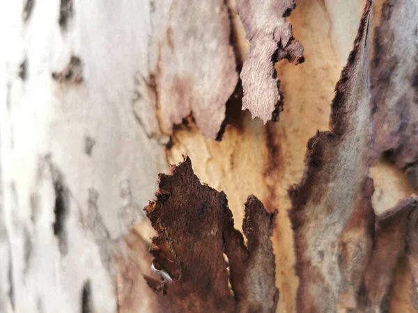 Primo Piano Vecchio Tronco Albero Struttura Legno — Foto Stock