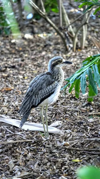 Pionowe Ujęcie Kędzierzawego Ptaka Parku Brisbane Australia — Zdjęcie stockowe