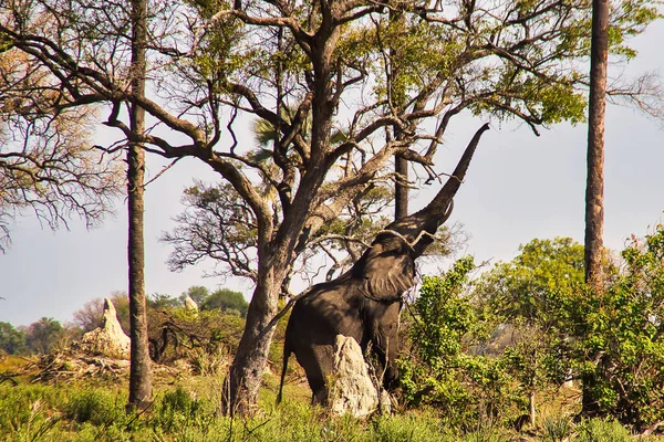 Sidovy Över Stor Elefant Plocka Träd Blad Att Äta Naturen — Stockfoto