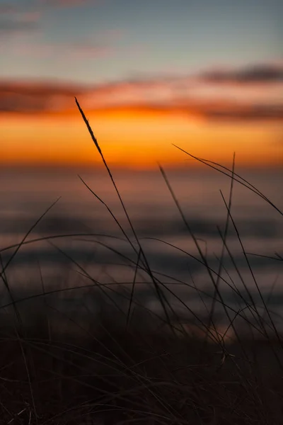 Plan Vertical Sélectif Herbe Coucher Soleil — Photo