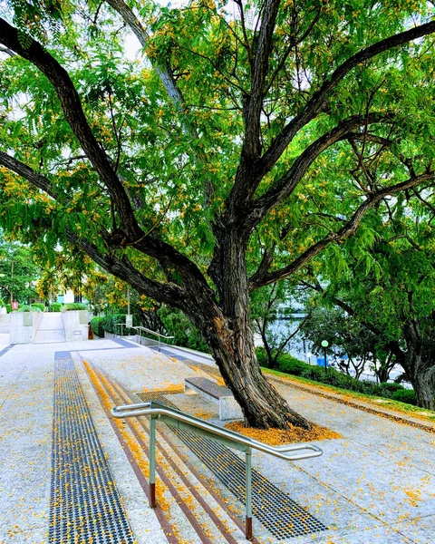 オーストラリアのブリスベン市内の緑の木とベンチの垂直ショット — ストック写真