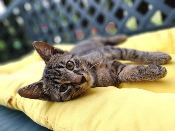 Cute Small Cat Lying Yellow Pillow Resting Outdoors — Fotografia de Stock