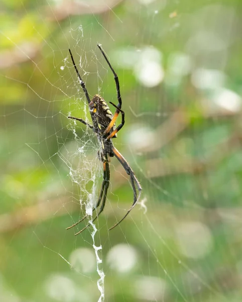 Primo Piano Verticale Del Ragno Giardino Giallo Sulla Ragnatela Argiope — Foto Stock