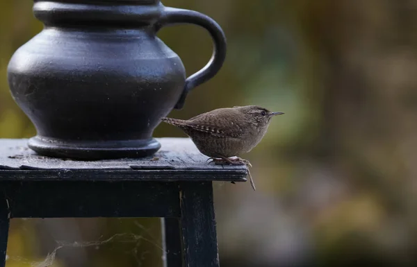 Une Mignonne Petite Wren Eurasienne Perchée Sur Une Chaise Bois — Photo