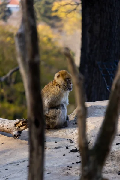 Vertikální Záběr Roztomilé Macaque Přes Hole Sedí Kameni — Stock fotografie