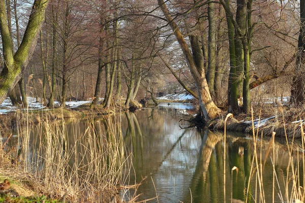 Ein Fluss Umgeben Von Bäumen Einem Verschneiten Wald — Stockfoto