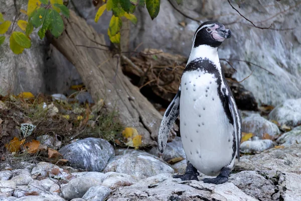 Een Blik Een Schattige Humboldt Pinguïn Zijn Habitat — Stockfoto