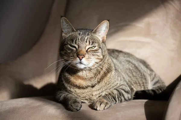 Gato Rayas Dormilón Tumbado Una Silla Bajo Sol — Foto de Stock